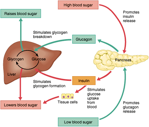 Високи нива на глюкоза в кръвта: Хипергликемия